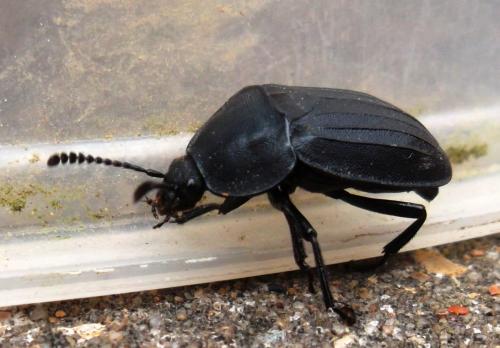 Silpha tristis
