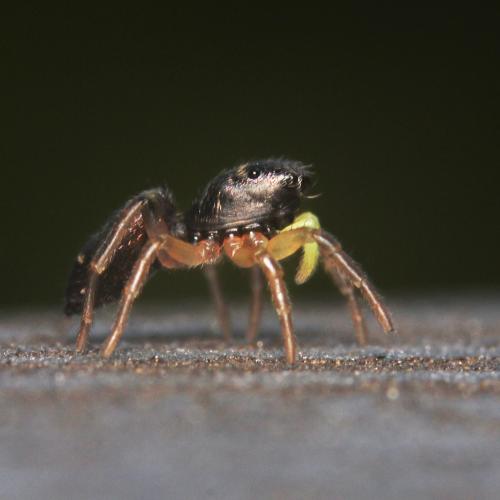 Heliophanus sp.