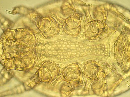 Uroobovella pulchella