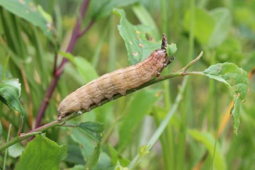 Réf. 119 472 : Mythimna sp.