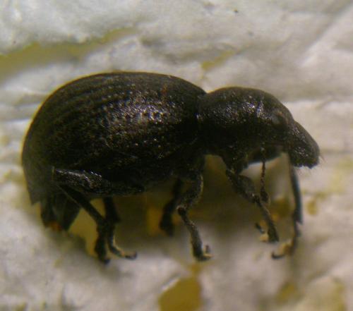Liophloeus tessulatus