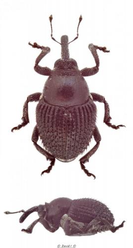 Zacladus exiguus