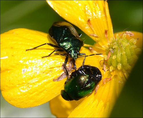 Zicrona caerulea