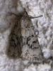 119883 – Photo : Arthropa - Benoit Martha – France (71)