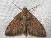 119888 – Photo : Arthropa - Benoit Martha – France (71)