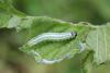 119465 – Photo : Insectesidf – France (61)
