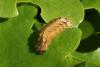 Favonius quercus
