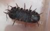 Armadillidium vulgare