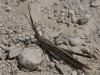 119587 – Photo : Christian Widmann – Chypre