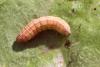 119567 – Photo : Insectesidf – France (61)