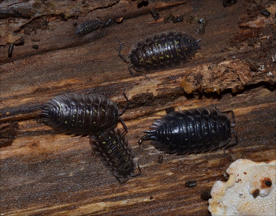 Andgelo Mombert - Oniscus asellus - réf. 119797 (900 x 706 pixels, 218 ko)