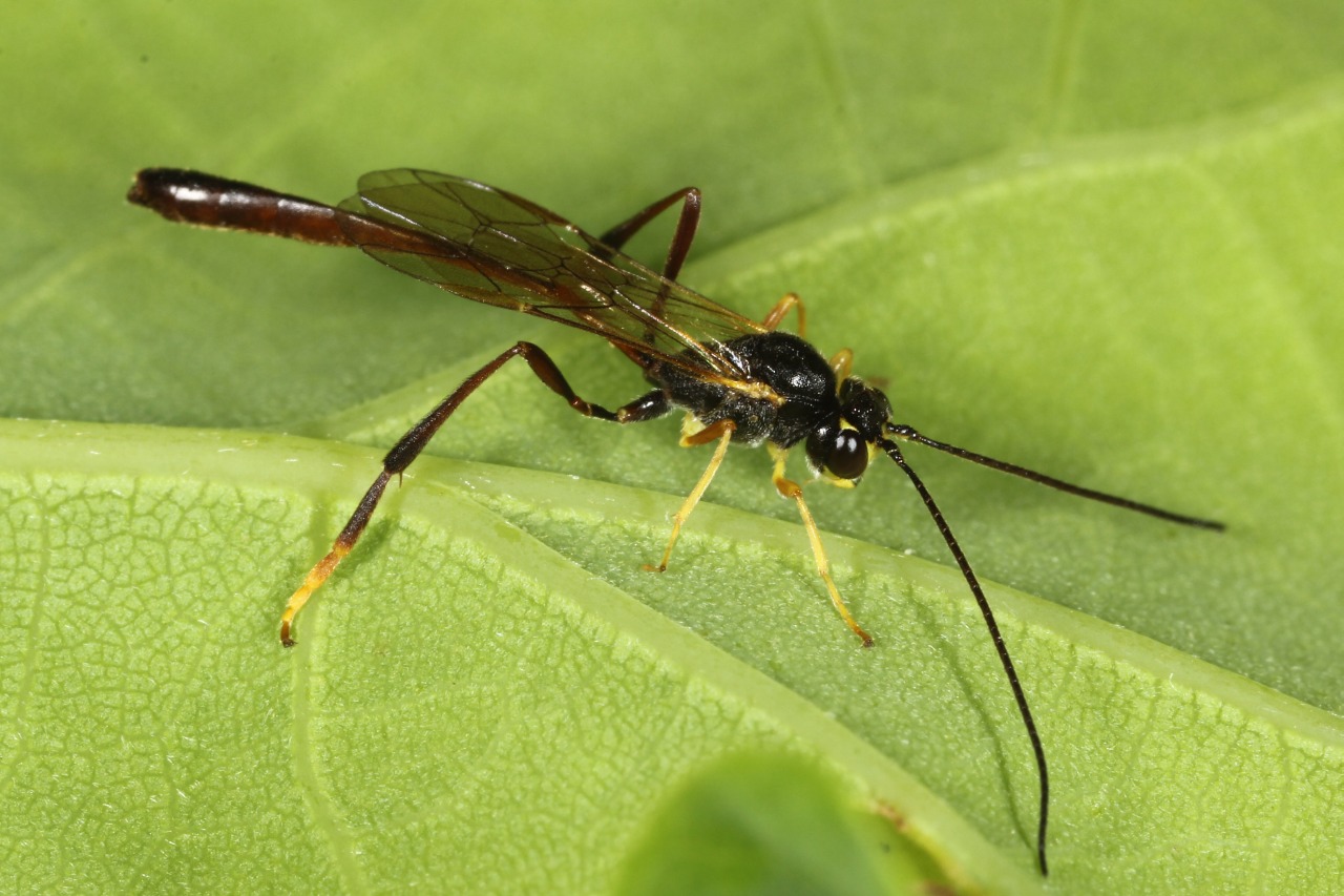 Réf. 119399 — INSECTA > Hymenoptera > Ichneumonidae > Agrypon sp. www