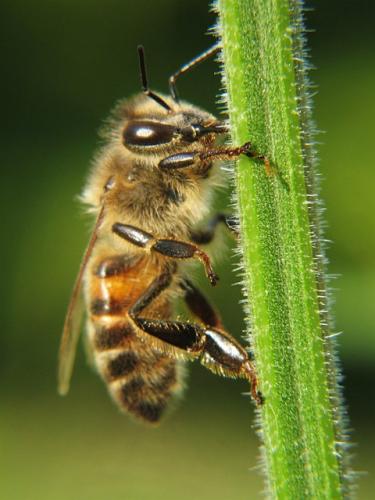 Réf. 12 135 : Apis mellifera