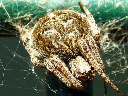 Agalenatea redii