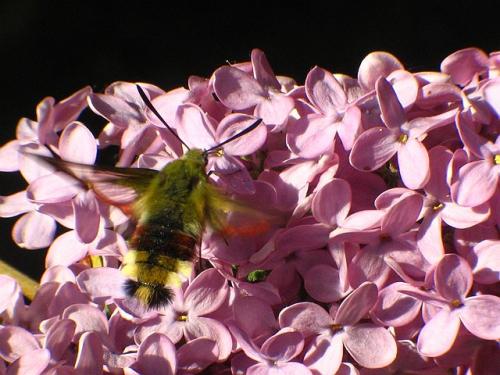 Hemaris fuciformis