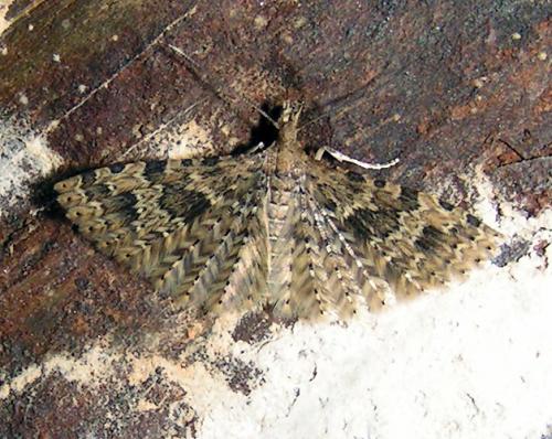 Alucita hexadactyla
