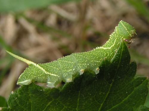 Laothoe populi