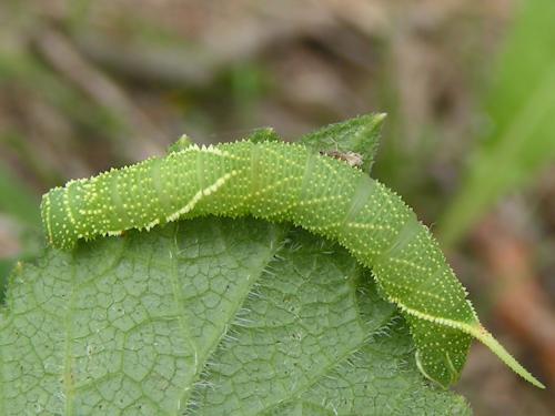 Laothoe populi