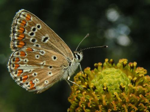 Réf. 12 721 : Aricia agestis
