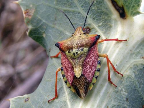 Réf. 12 891 : Carpocoris mediterraneus atlanticus