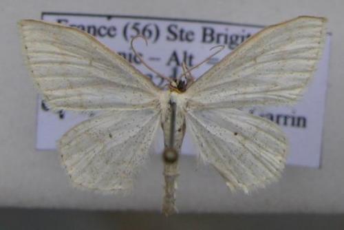 Scopula floslactata