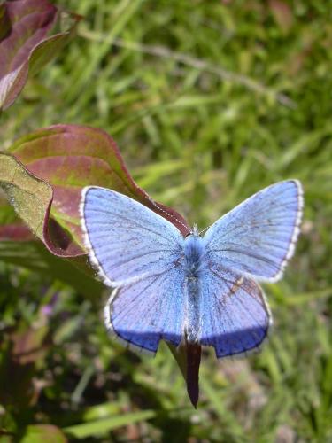 Polyommatus bellargus