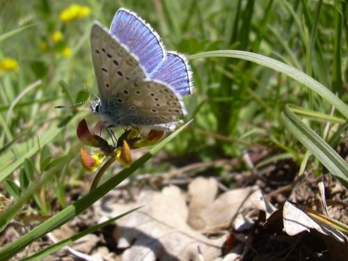 Polyommatus bellargus
