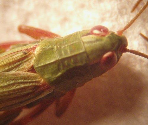 Pseudochorthippus parallelus