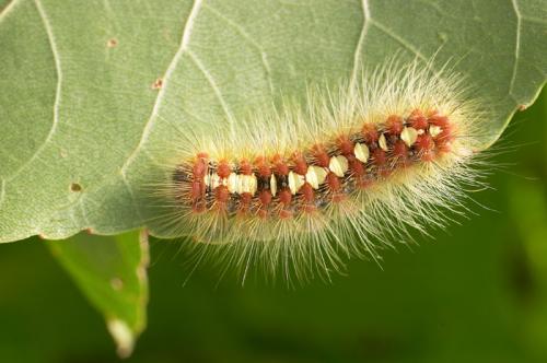 Leucoma salicis