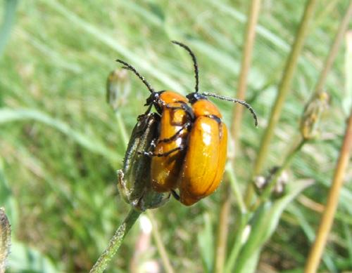 Réf. 12 499 : Exosoma lusitanicum