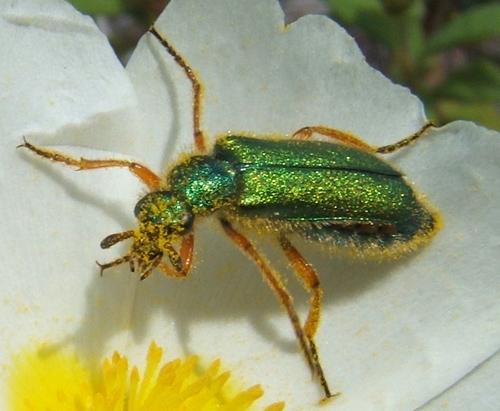 Réf. 12 492 : Cerocoma schaefferi