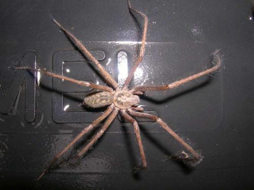 Tegenaria sp.