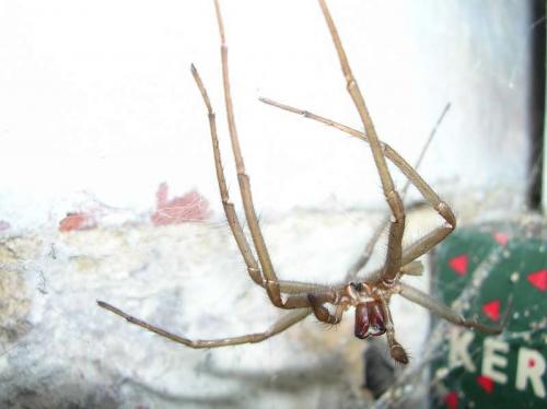 Tegenaria sp.