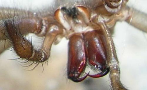 Tegenaria sp.