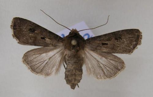 Agrotis exclamationis