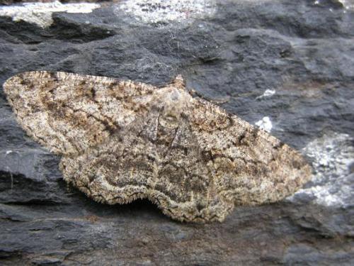Réf. 12 440 : Peribatodes rhomboidaria