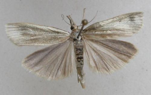 Réf. 12 897 : Crambus perlella