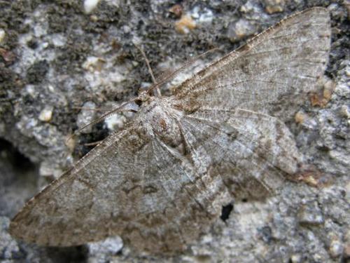 Réf. 12 439 : Hypomecis punctinalis