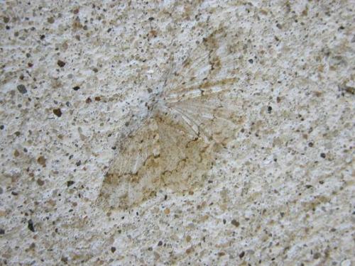 Ectropis crepuscularia