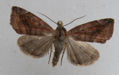 Réf. 12 895 : Cosmia pyralina