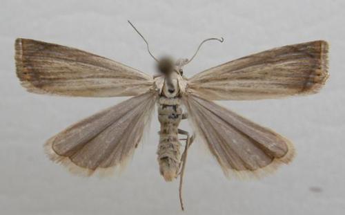 Chrysoteuchia culmella