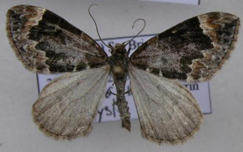 Dysstroma sp.