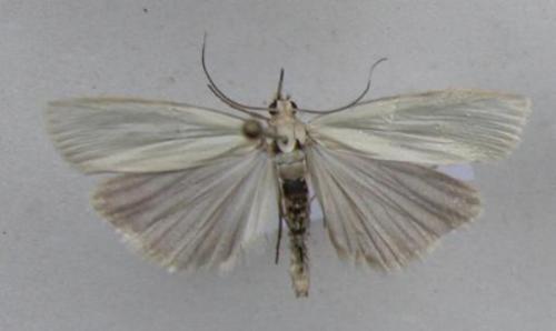 Réf. 12 195 : Crambus perlella