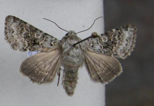 Hecatera bicolorata