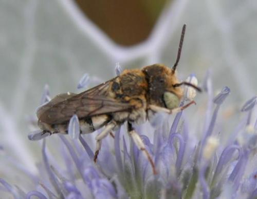 Coelioxys sp.