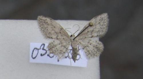 Idaea seriata