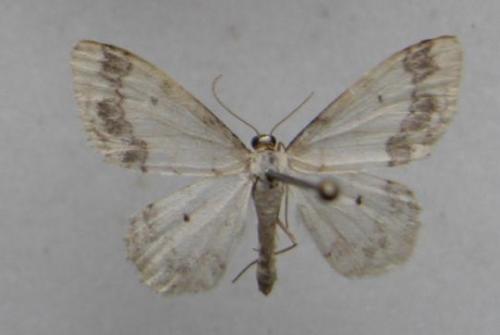 Idaea trigeminata