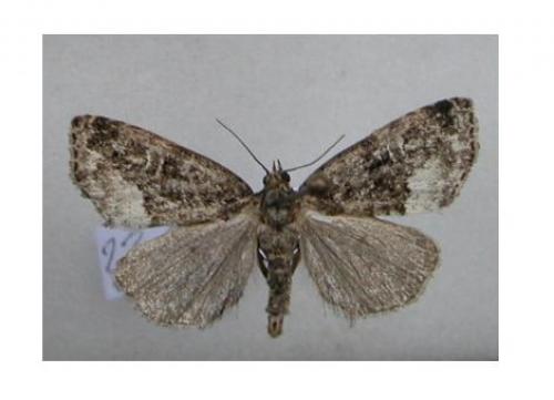 Réf. 12 168 : Deltote pygarga