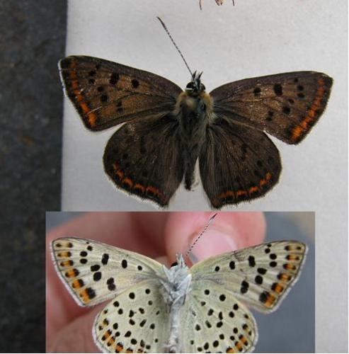 Lycaena tityrus