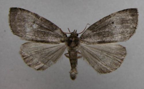 Réf. 12 660 : Ochropacha duplaris